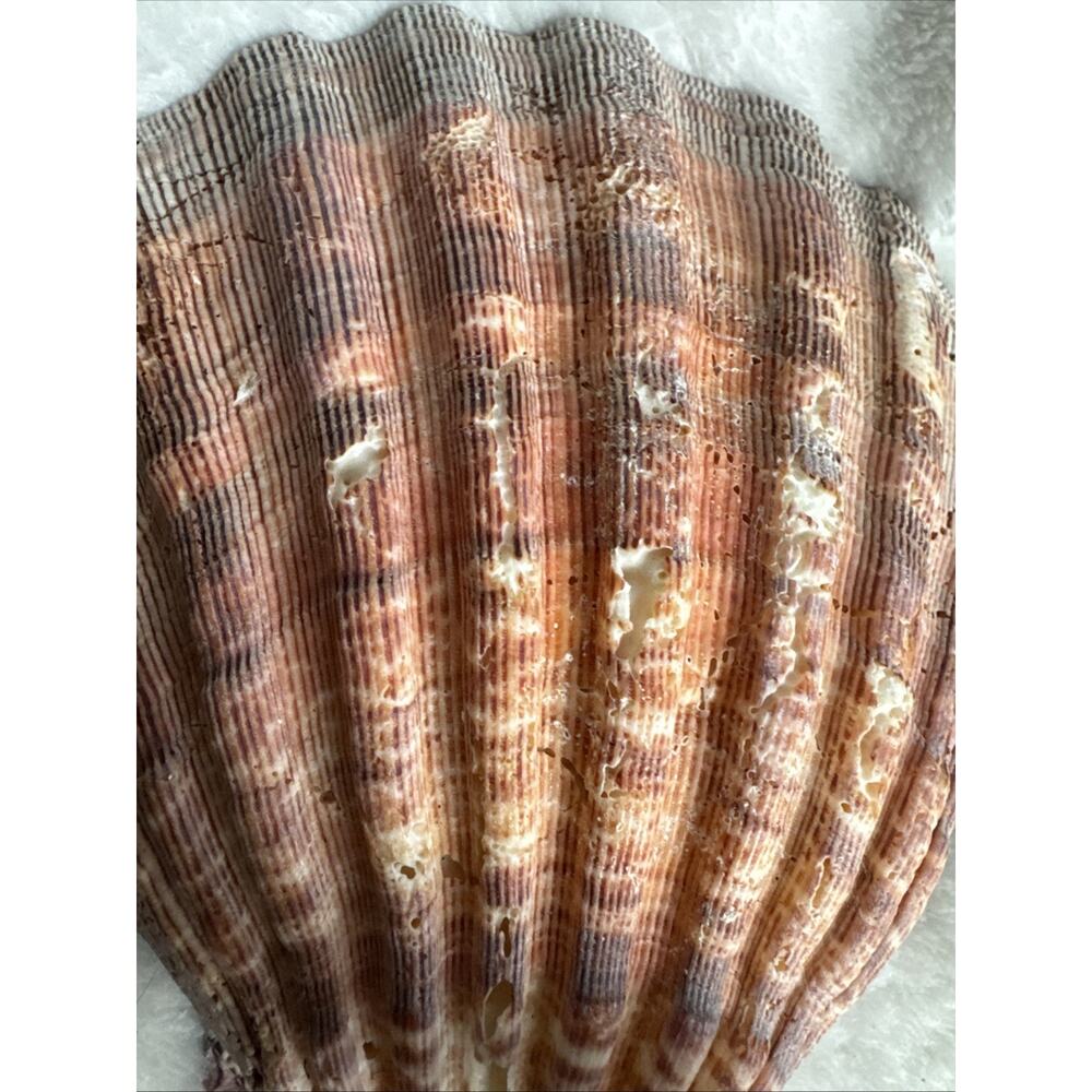 BIG 6’5’ nodipecten nodosa lions paw scallop smudging home decor Orange Pink Red - Picture 3 of 7